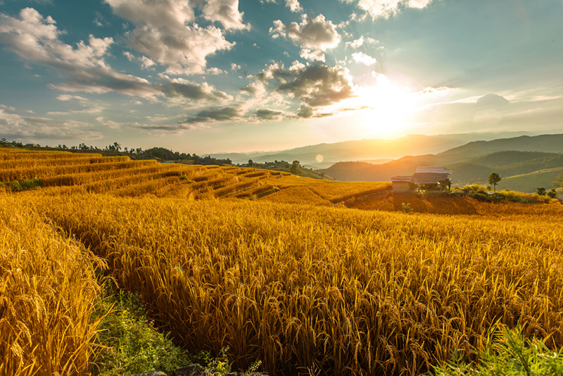 นาข้าวขั้นบันได 2565