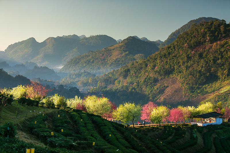 ไร่ชา 2000 ดอยอ่างขาง จุดชมดอกนางพญาเสือโคร่ง 2568/2569