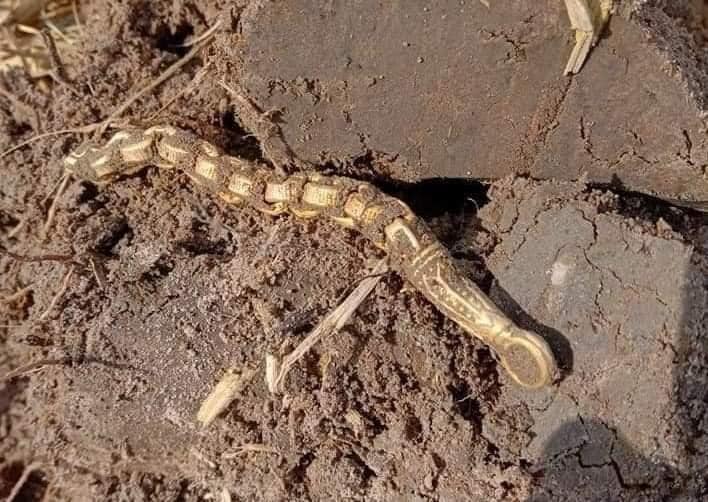 ขุดปูนา