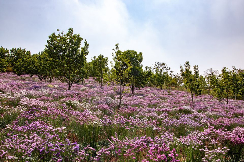 ทุ่งดอกสแตติส เชียงใหม่