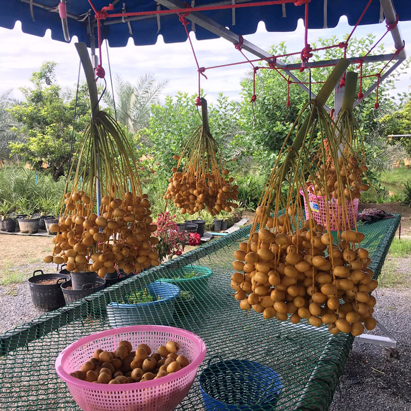 สวนอินทผลัม เดลิเวอรี่