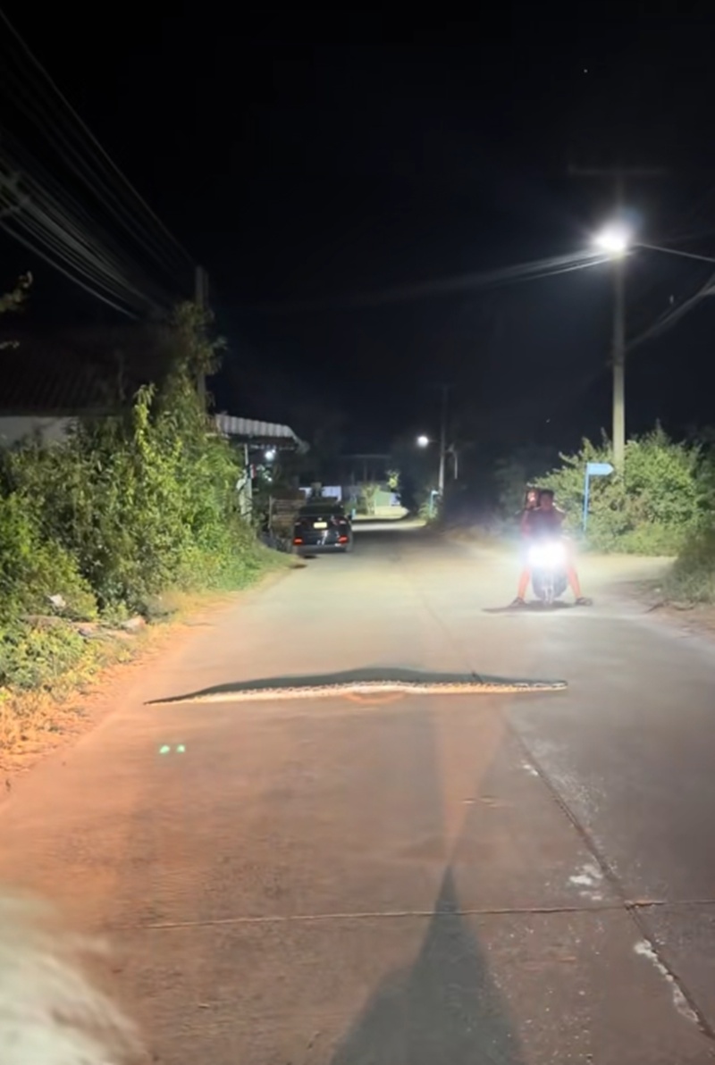 งูขวางถนน