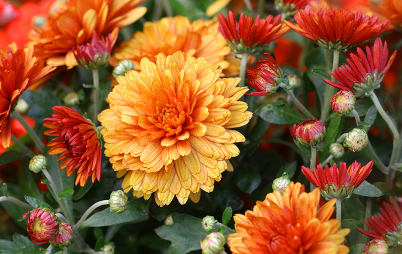 ต้นไม้ฟอกอากาศ