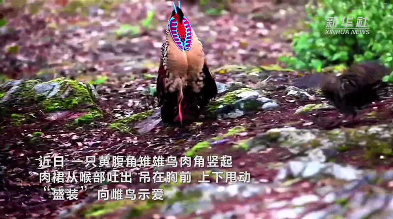 ไก่ฟ้าท้องเหลือง