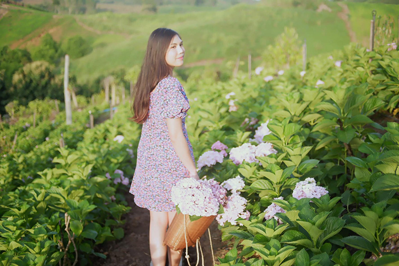 สวนดอกไฮเดรนเยีย เขาค้อ