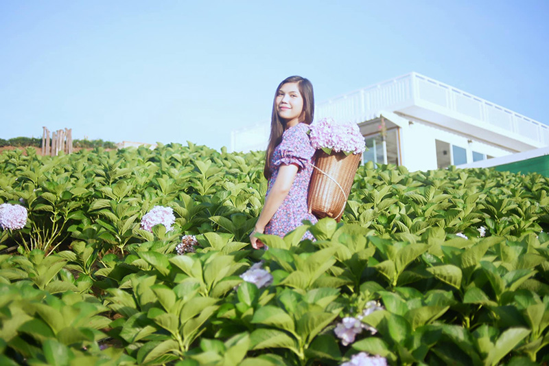 สวนดอกไฮเดรนเยีย เขาค้อ