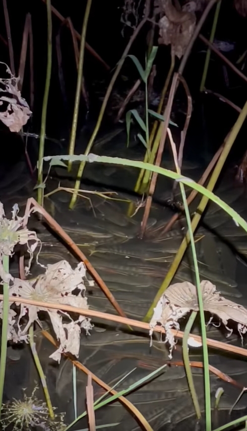 ปล่อยปลา