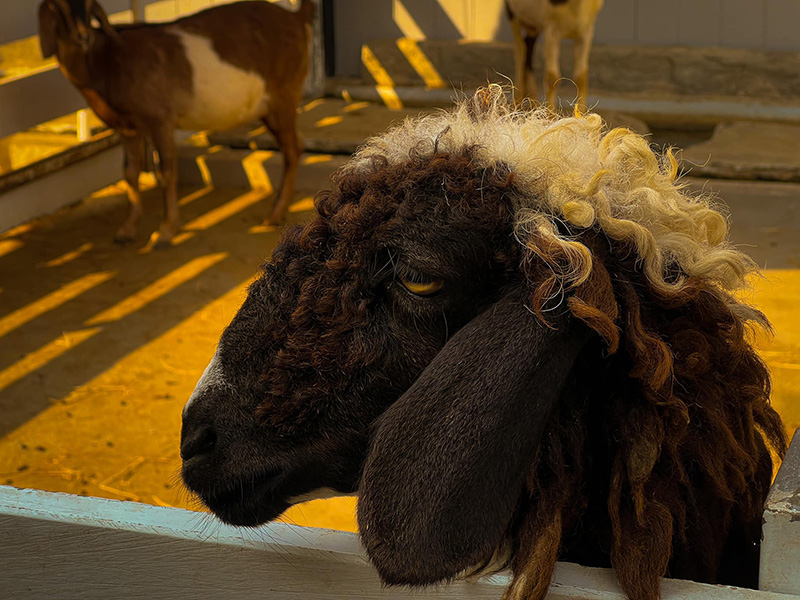 สวนสัตว์พาต้า