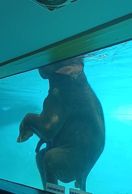 ช้างว่ายน้ำ