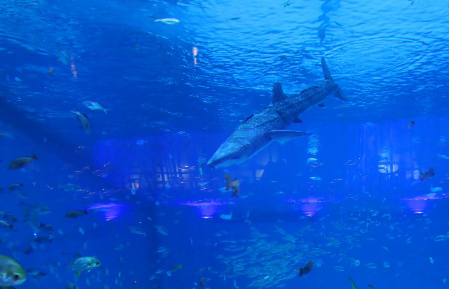 ฉลามวาฬชีวจักรกล