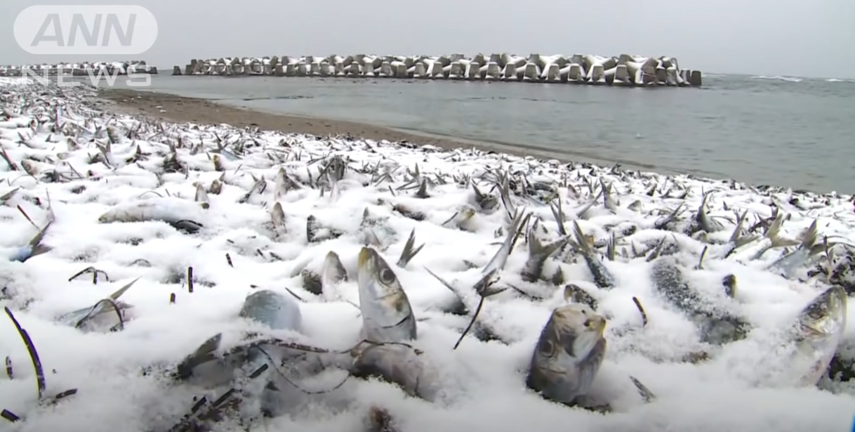 ปลาซาร์ดีน