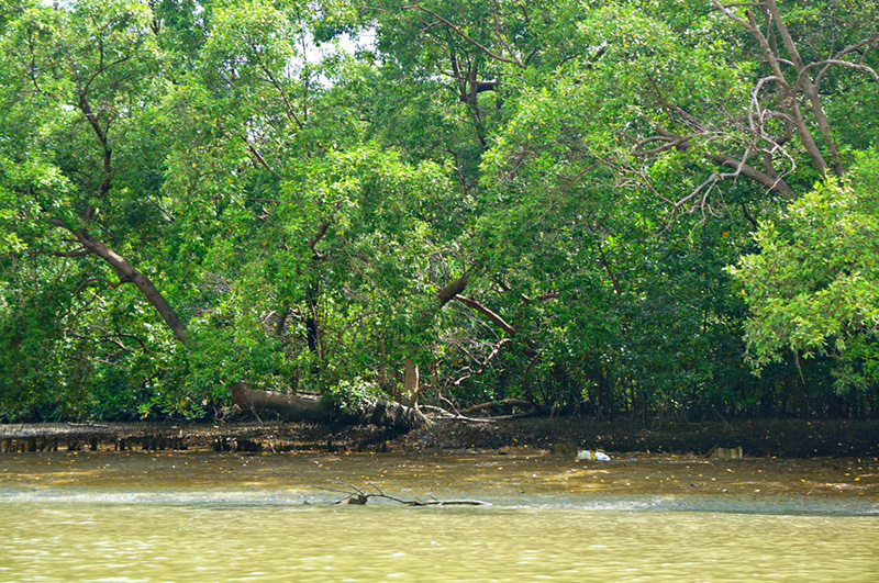 ที่เที่ยวธรรมชาติ ใกล้กรุงเทพฯ เที่ยวช่วงปิดเทอม ศูนย์อนุรักษ์ป่าชายเลนคลองโคน จังหวัดสมุทรสงคราม