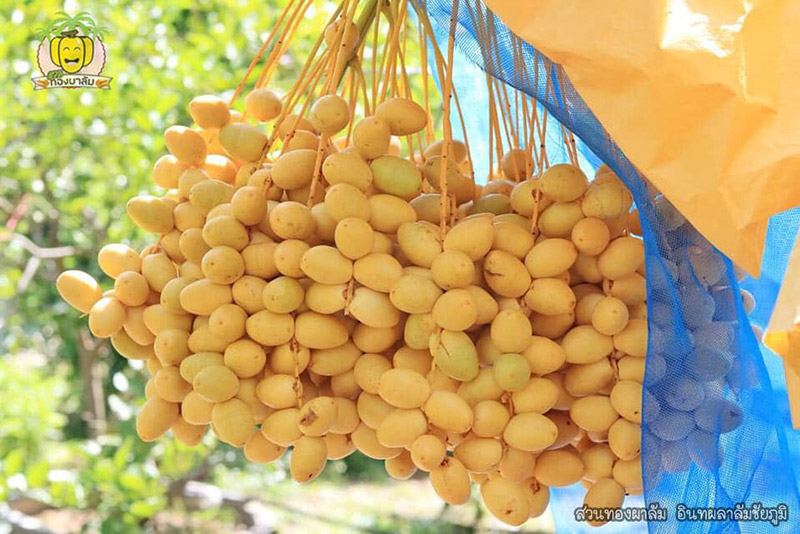 สวนอินทผลัม เดลิเวอรี่