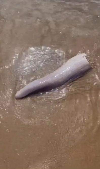 อวัยวะประหลาด