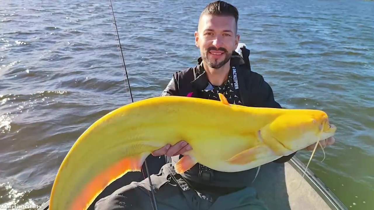 ปลาดุกสีทอง