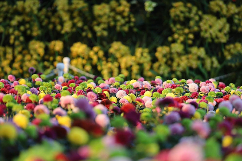 งานเชียงรายดอกไม้งาม ปีที่ 22