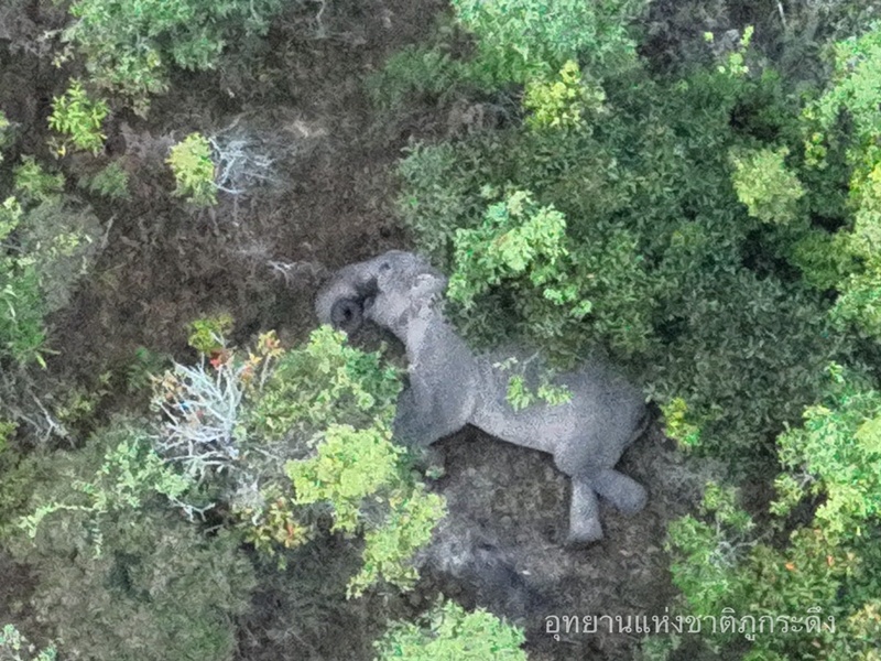 ช้างนอน