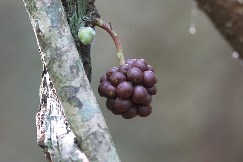 บัวศรีพังงา อุทยานแห่งชาติศรีพังงา