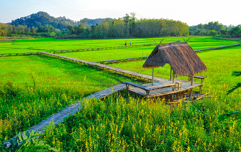 ที่เที่ยวเดือนสิงหาคม 2568 โฮมสเตย์บ้านนาต้นจั่น จังหวัดสุโขทัย