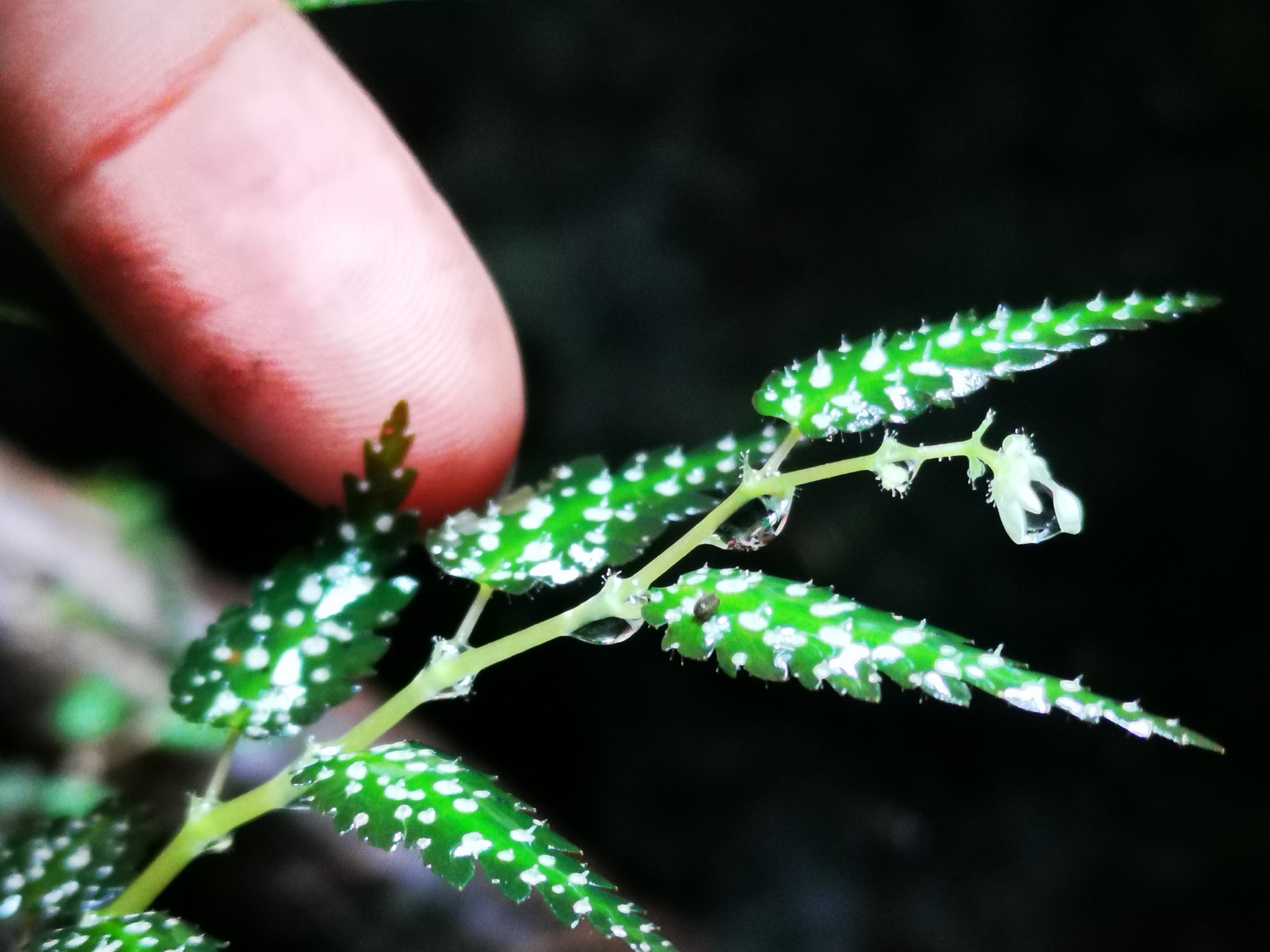 บีโกเนีย