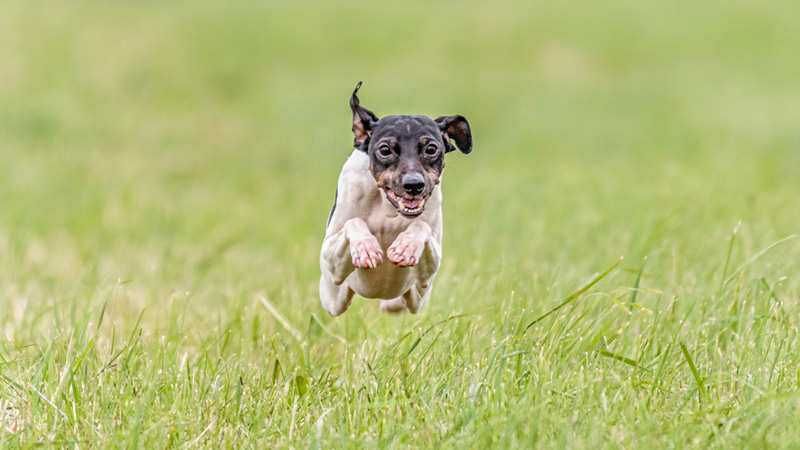 เจแปนนิส เทอร์เรีย (Japanese Terrier)