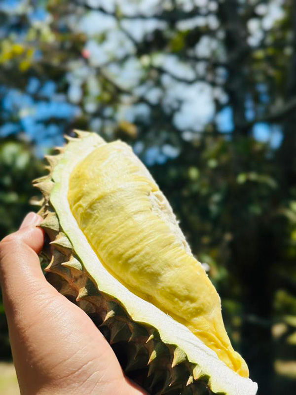 สวนทุเรียนภูเขาชะอม สระบุรี 2568 สวนทุเรียนเฌอพะงา