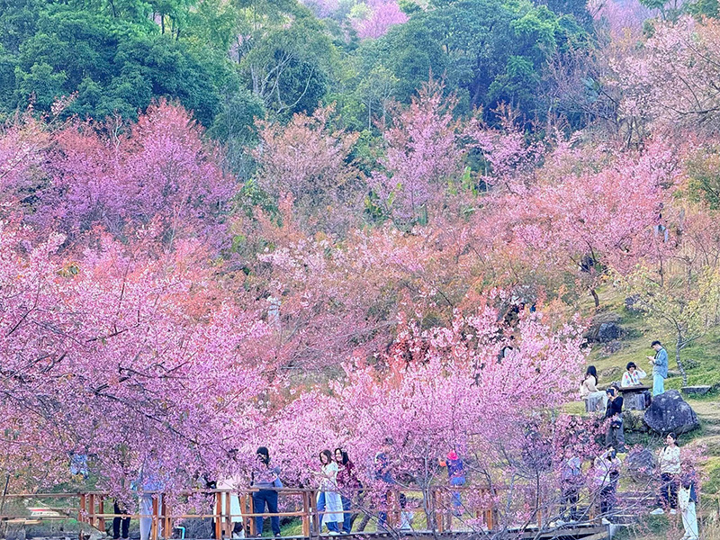 ดอกนางพญาเสือโคร่ง ขุนวาง 2568 สะพานซากุระ