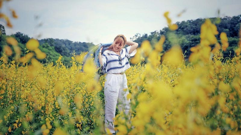 ทุ่งปอเทืองเหลือง