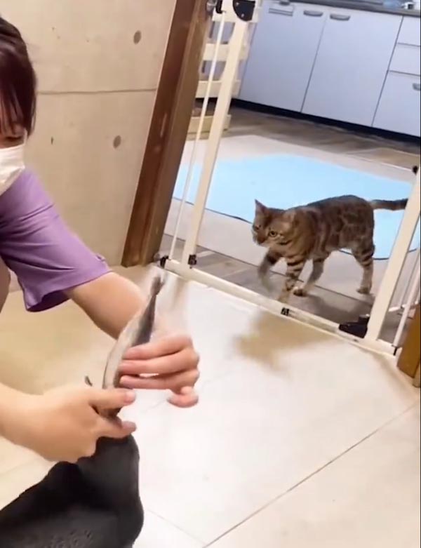 เพนกวิน แมว