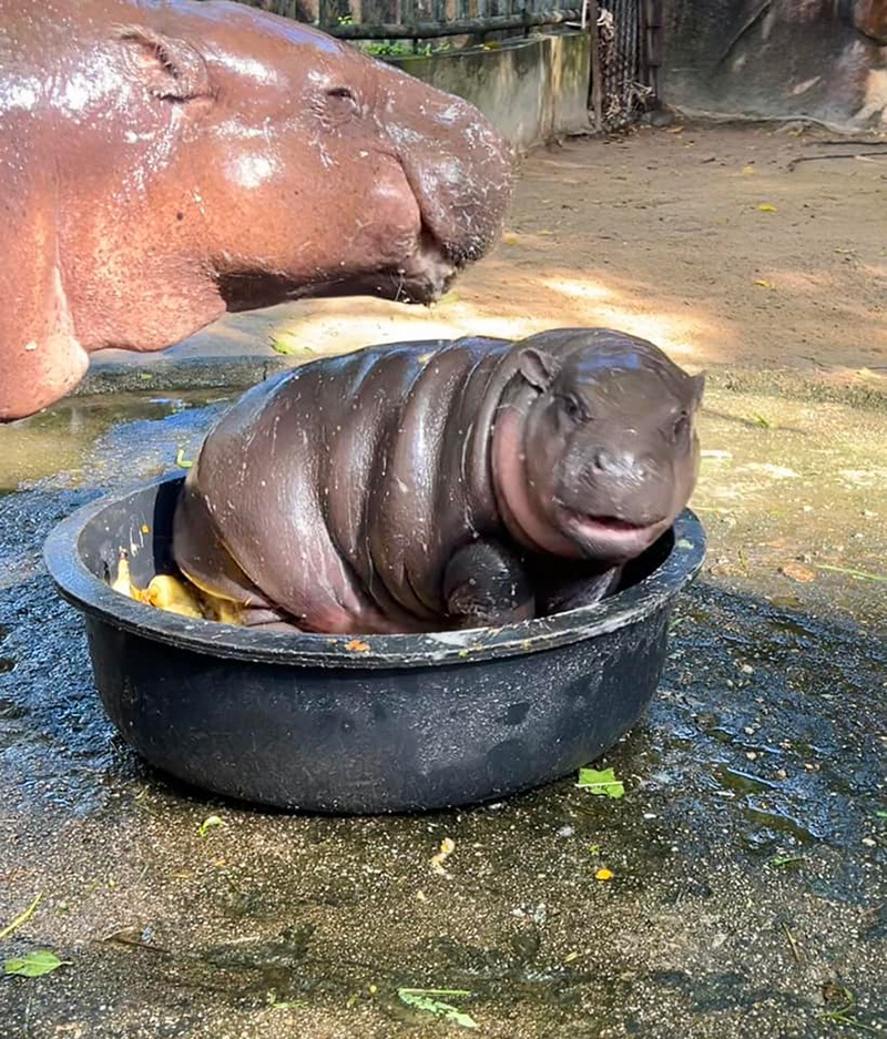 หมูเด้ง เสี่ยงทายประธานาธิบดีสหรัฐฯ คนต่อไป