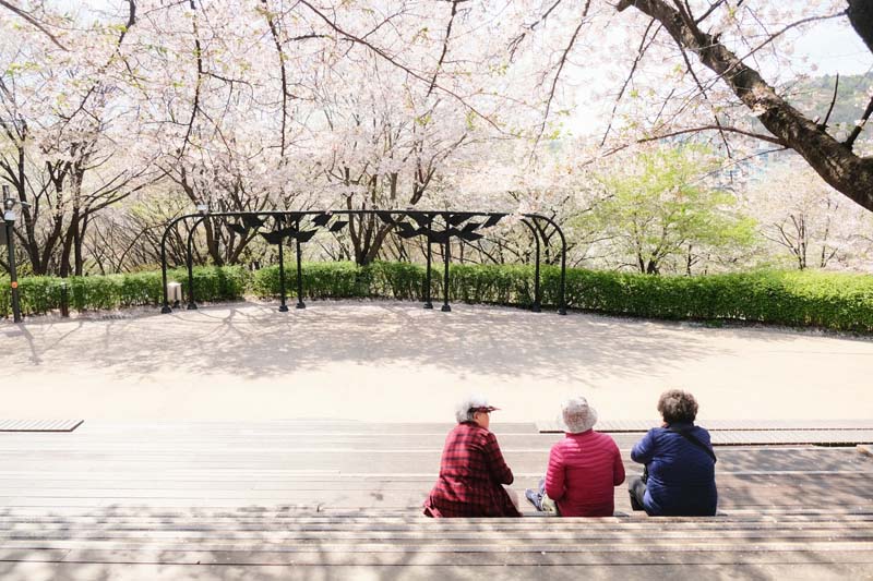 Ansan Cherry Blossom Walkway,