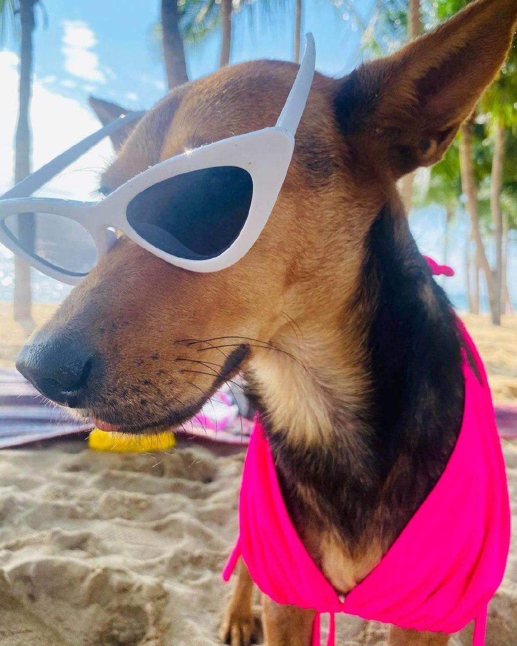 น้องหมูทะ