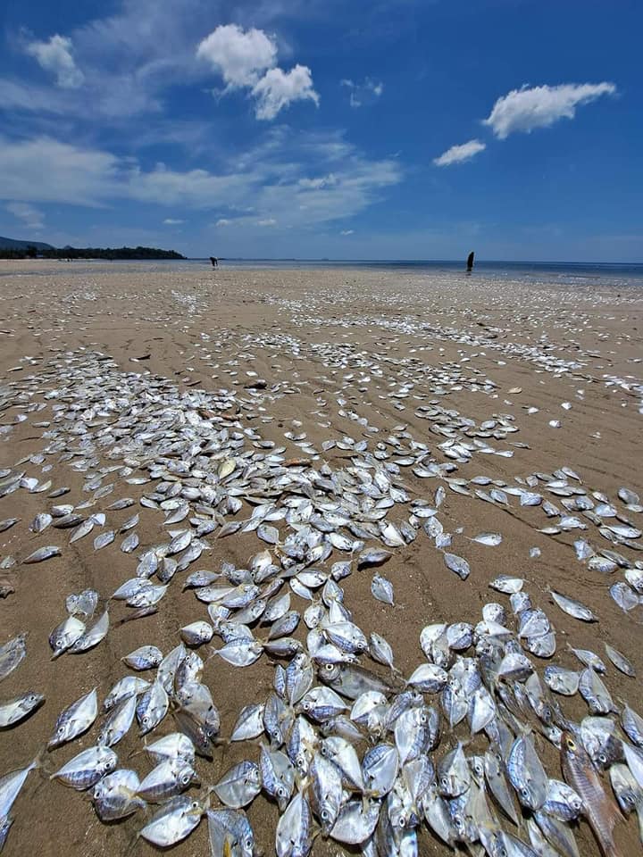 ปลาเกยตื้น