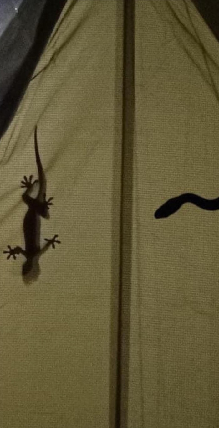 นอนเต็นท์