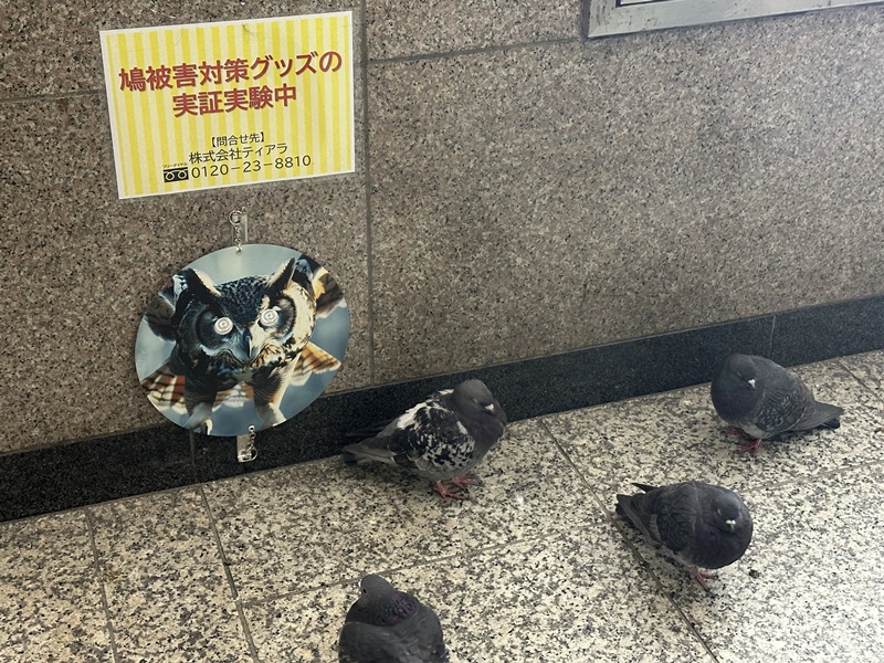 ไล่นกพิราบ