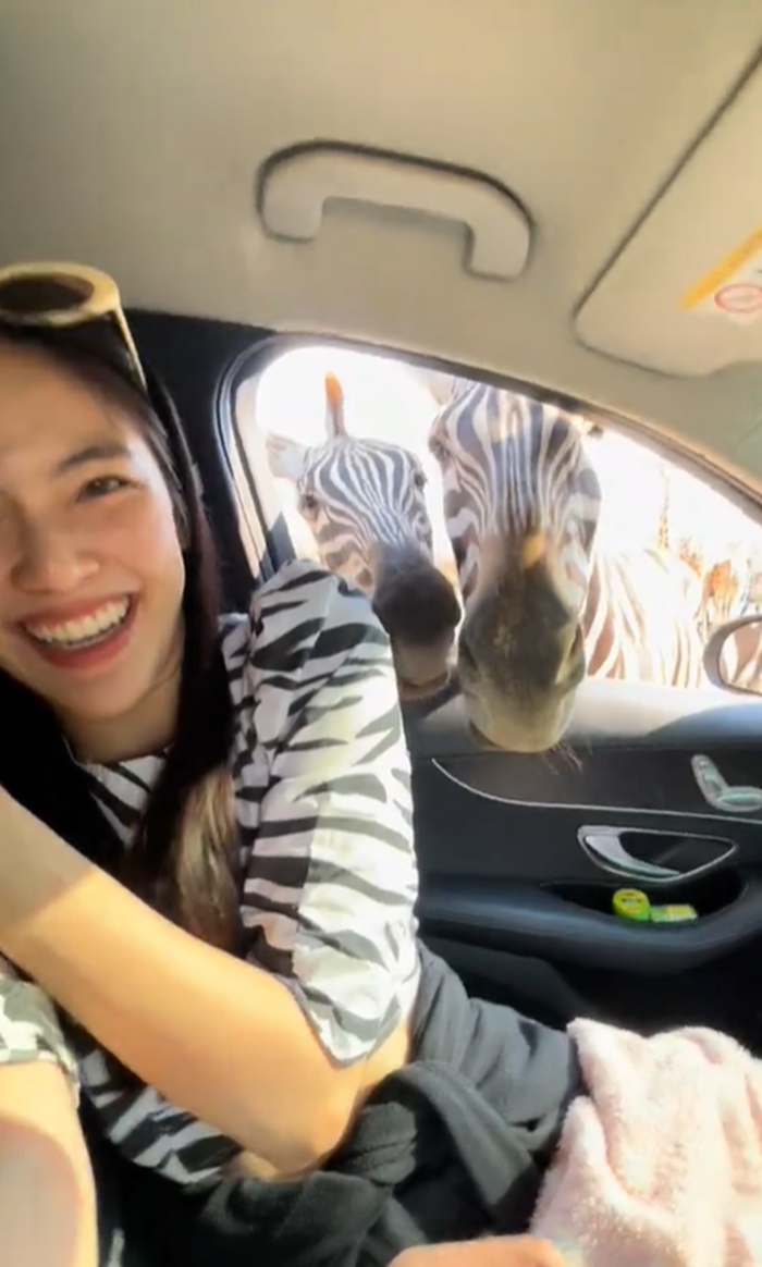 ขับรถดูสัตว์