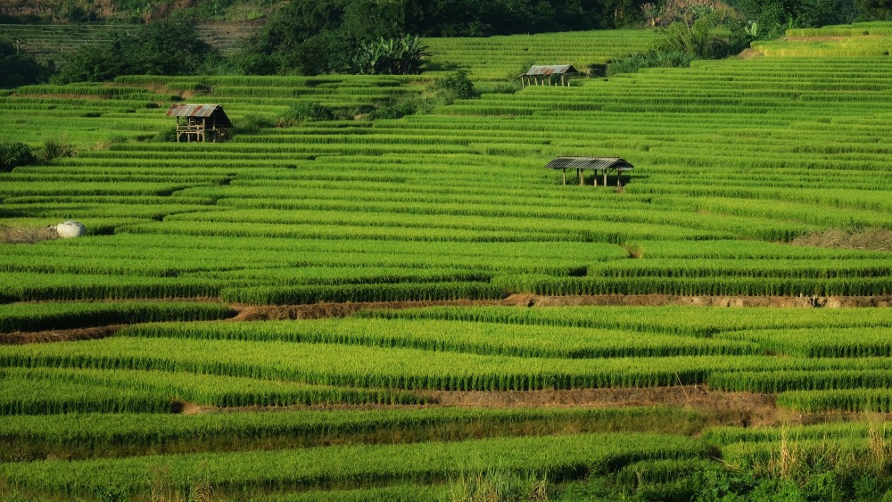 นาขั้นบันได บ้านกองกาน จังหวัดเชียงใหม่