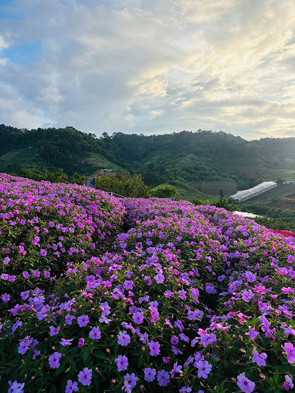 สวนดอกไม้ เชียงใหม่ 2569