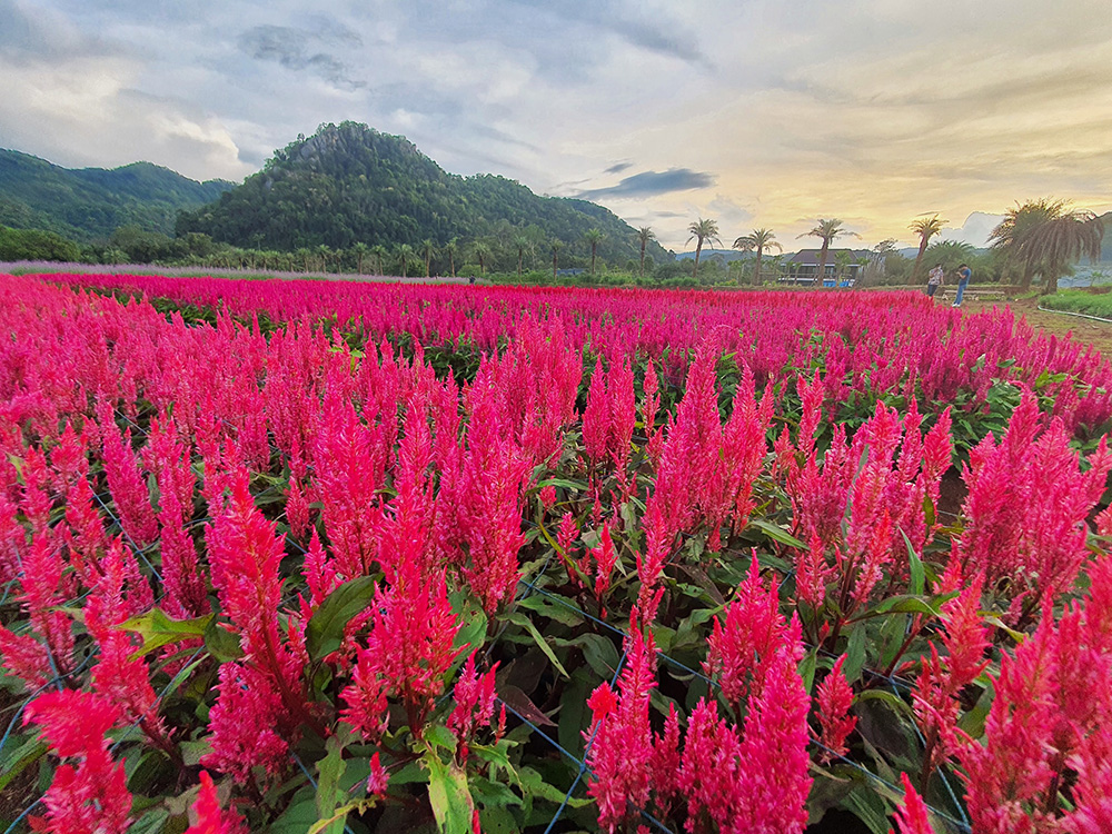 Hokkaido Flower Park Khaoyai