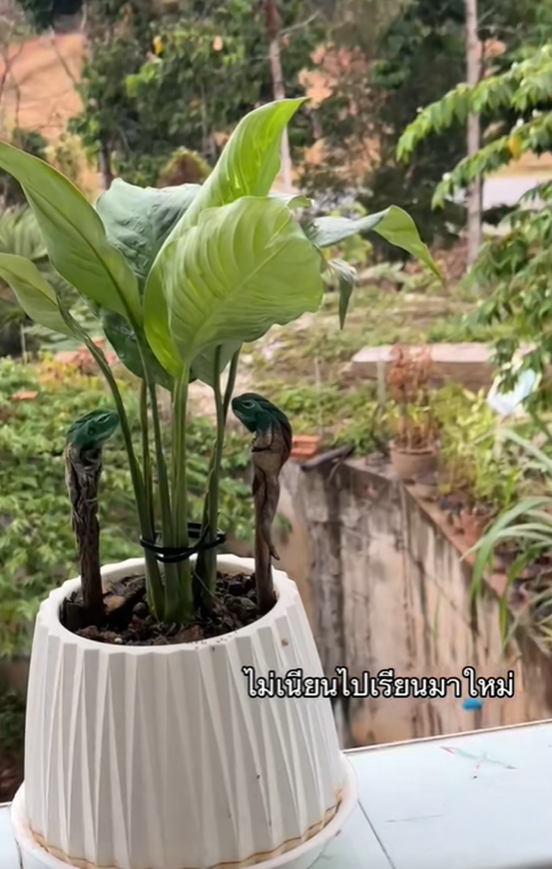 กระถางต้นไม้