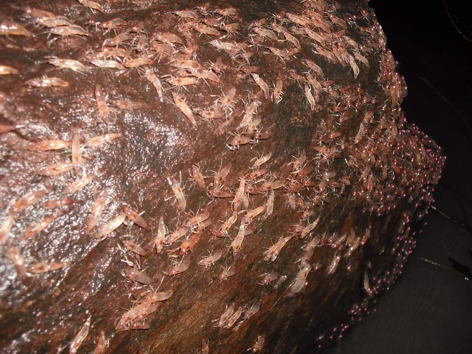 กุ้งเดินขบวน