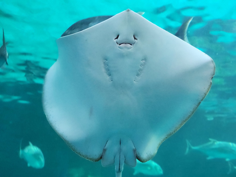 พิพิธภัณฑ์สัตว์น้ำบางแสน