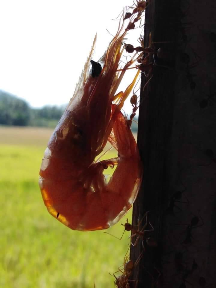 มดลากกุ้ง