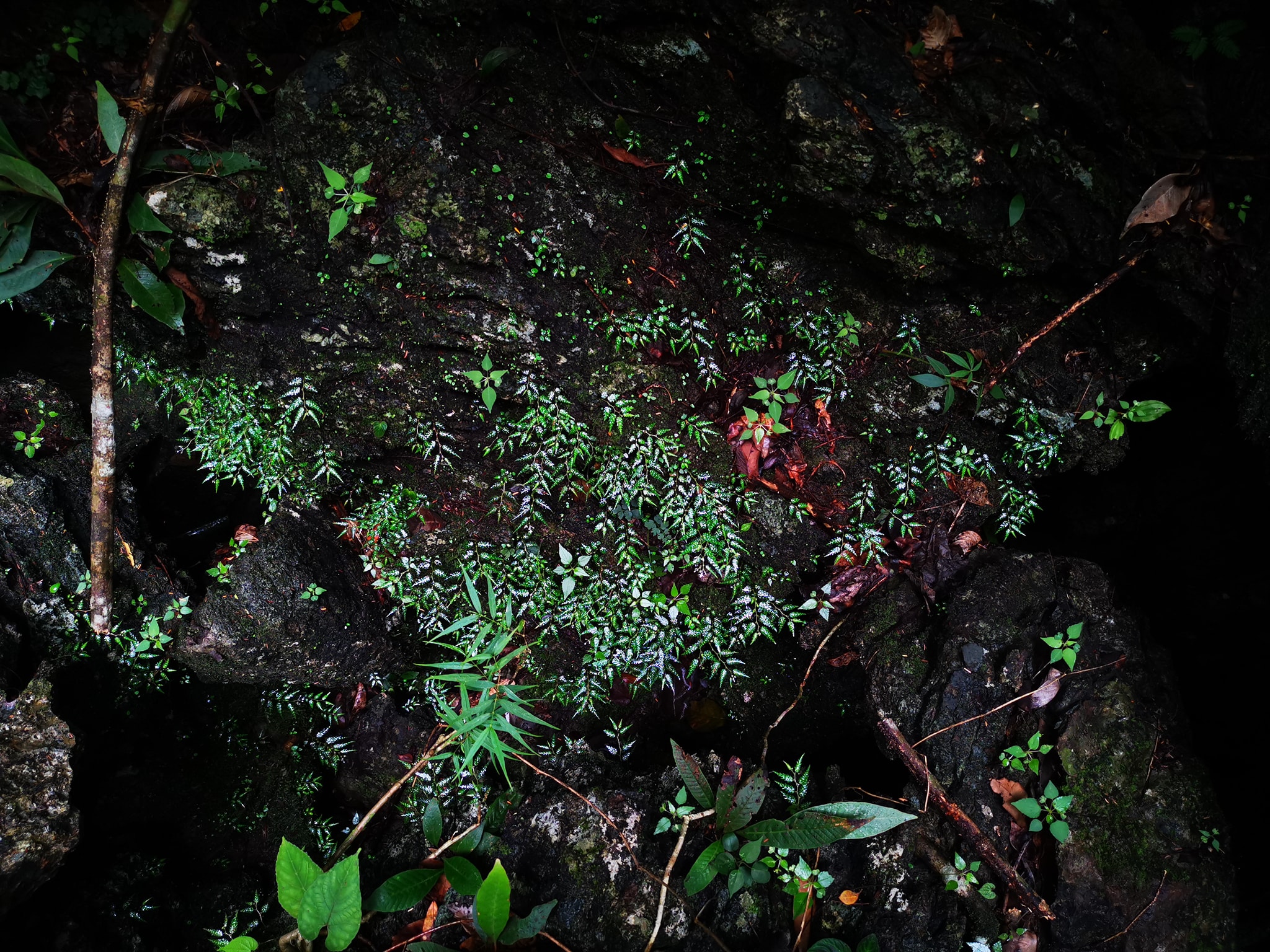 บีโกเนีย