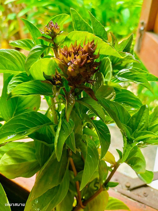 ข้าวผัดเบคอนพริกแห้งใส่โหระพา ข้าวผัดเบคอน เมนูเบคอน อาหารจานเดียว สูตรอาหาร