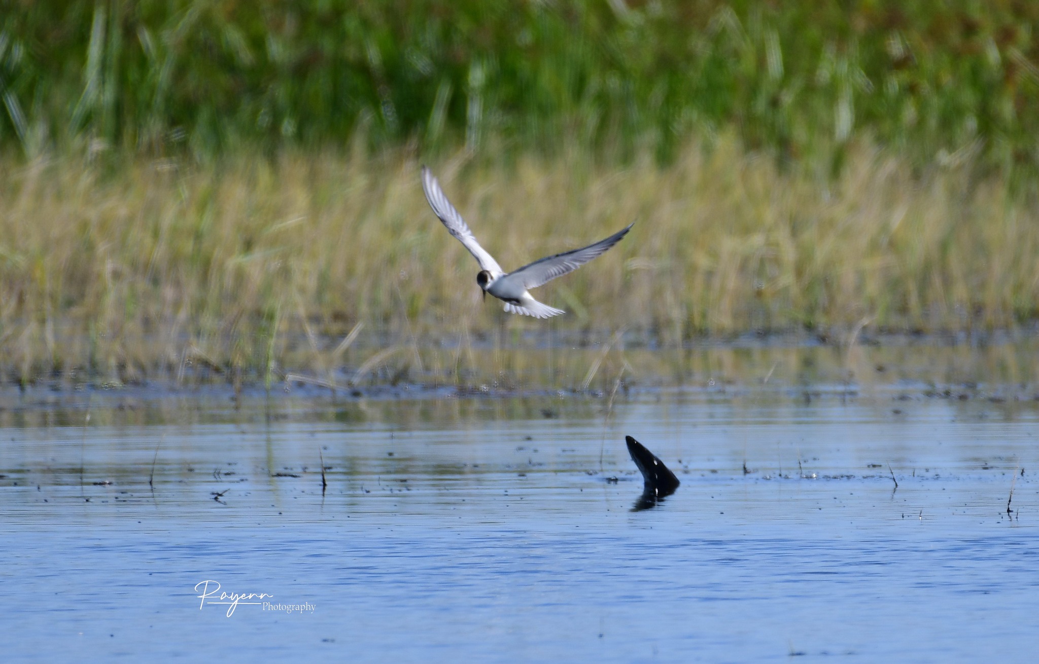 นกนางนวล