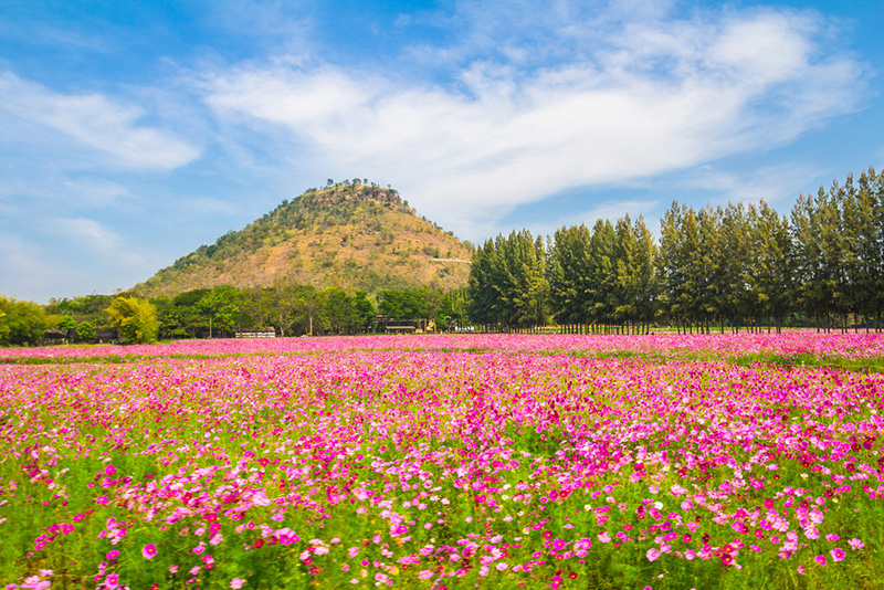 งานจิมทอมป์สัน 2565