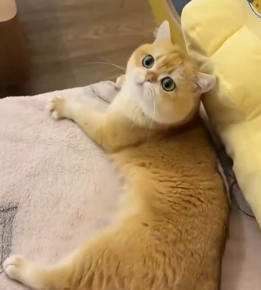 ขนตุ๊กตา