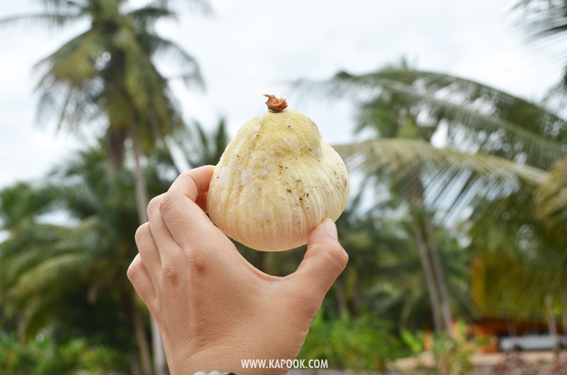 เที่ยวพัทยาเส้นทางใหม่ชุมชนวิถีเกษตรและวัฒนธรรม