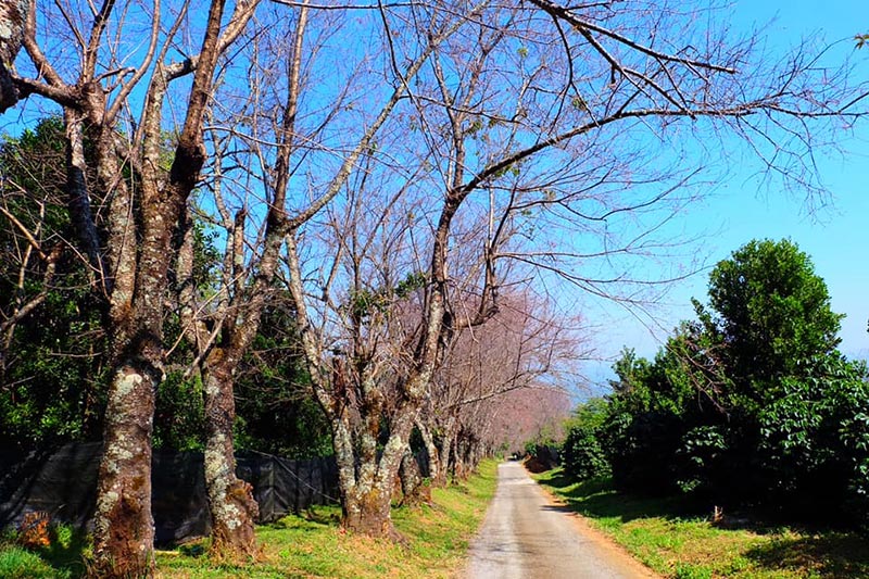 ดอกนางพญาเสือโคร่ง 2563